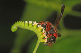 Image of Red-marked Pachodynerus