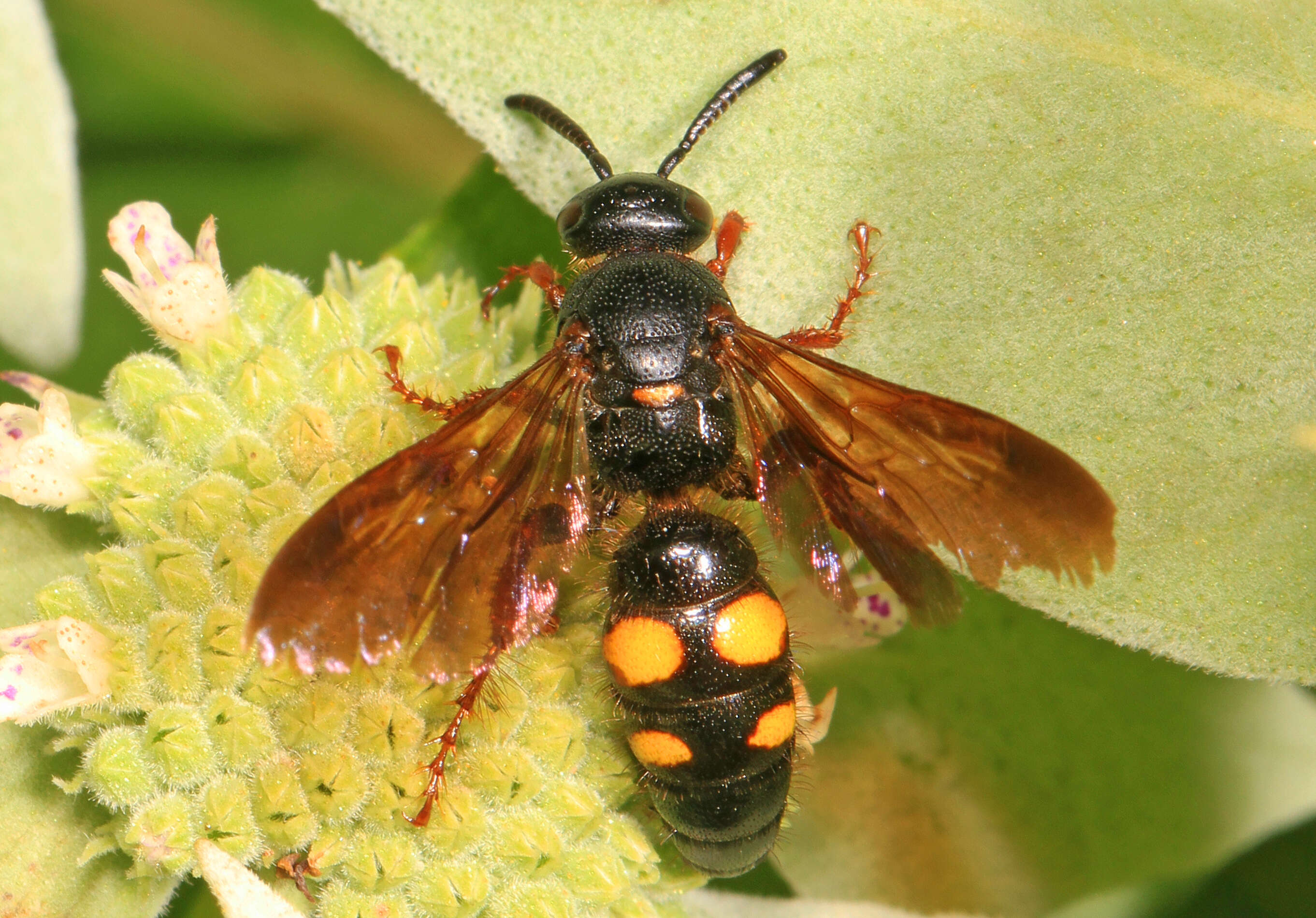 Image of Scolia nobilitata (Fabricius 1805)