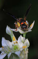 Image of Parancistrocerus histrio (Lepeletier 1841)