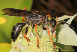 Image of Katydid Wasp