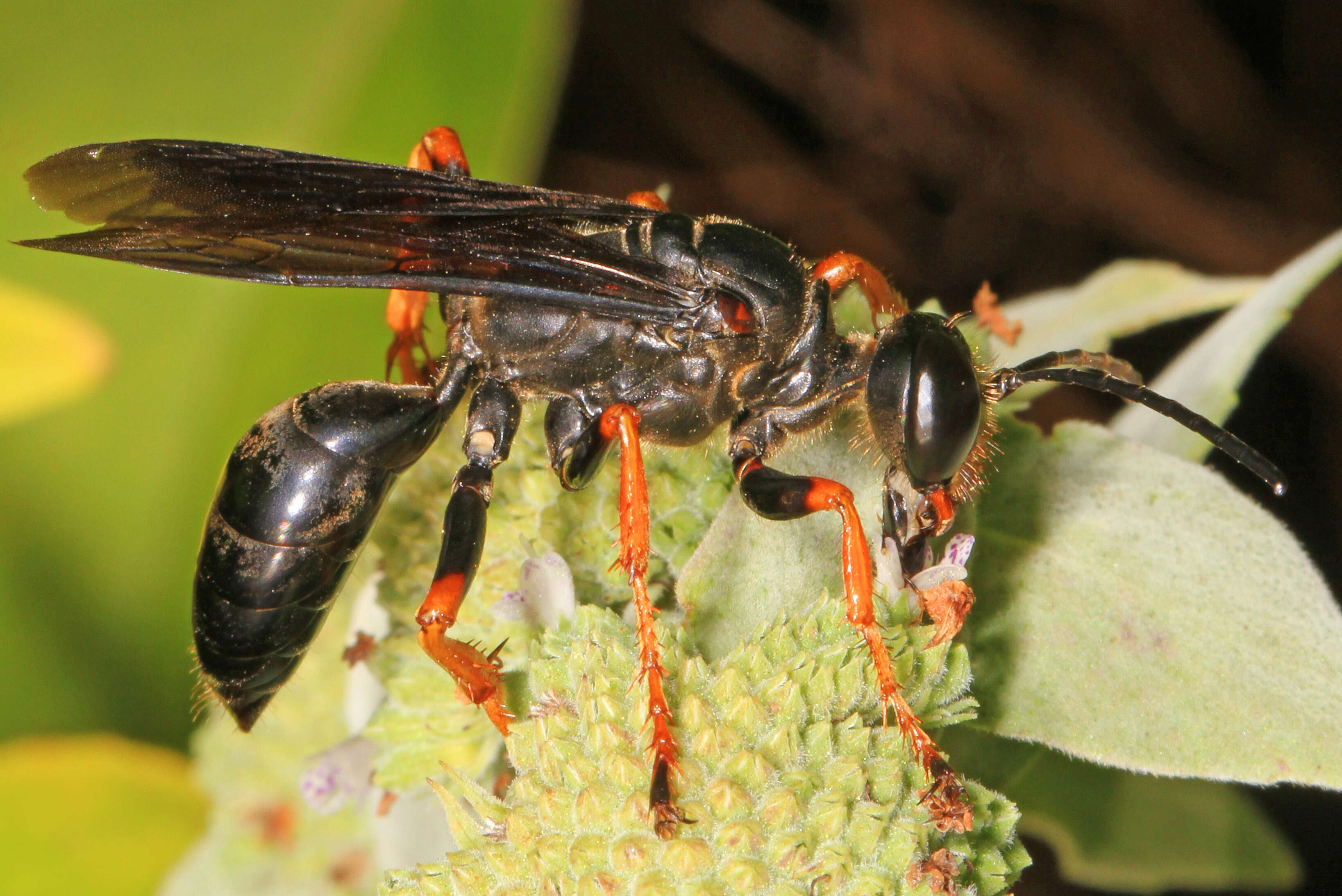 Image of Katydid Wasp