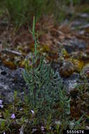 Image of purple cliffbrake