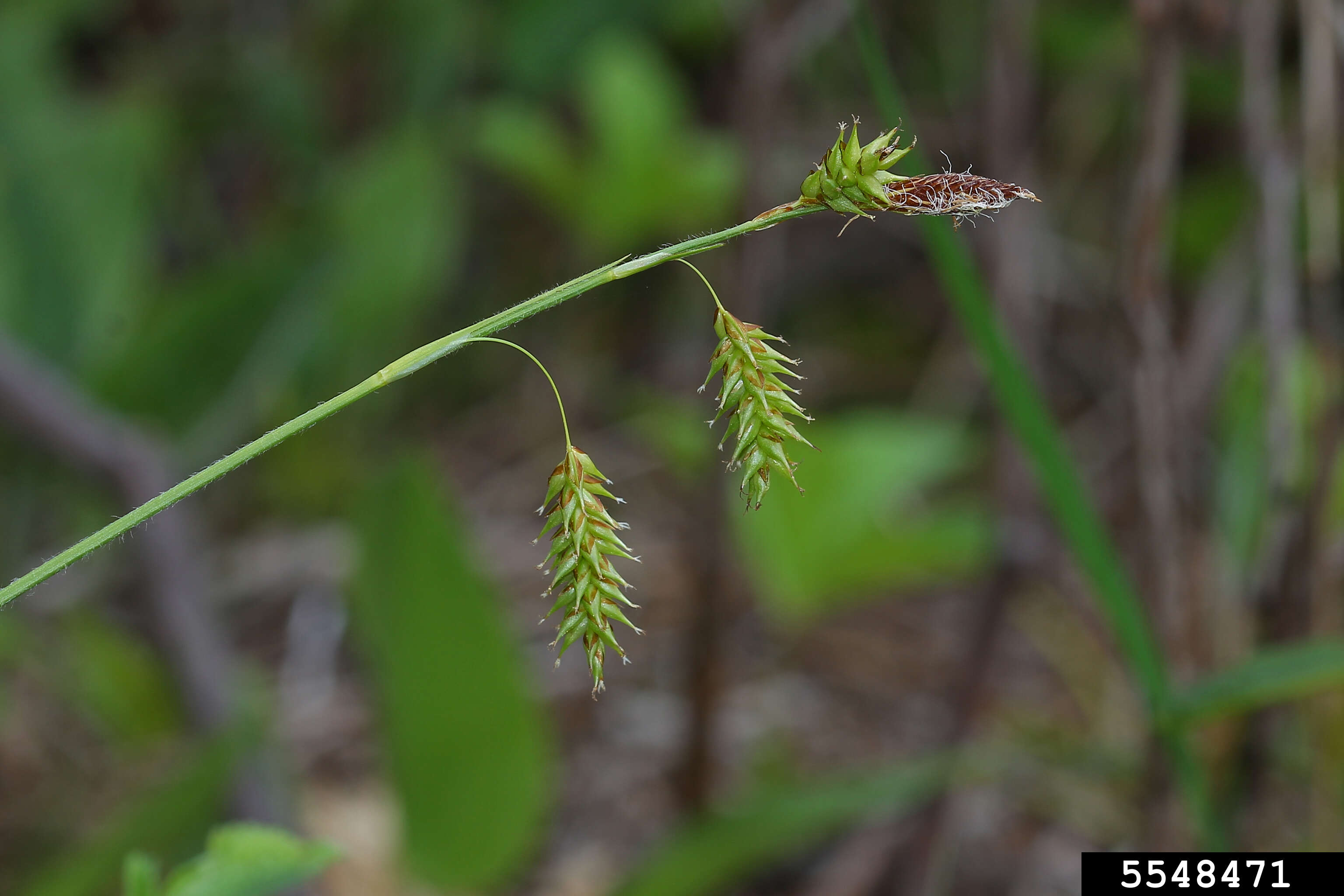 Image of chestnut sedge