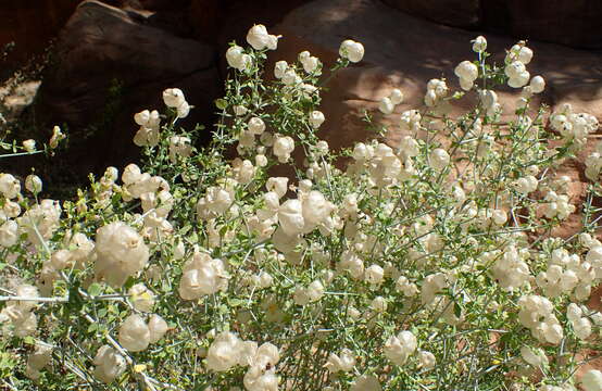 Imagem de Scutellaria mexicana (Torr.) A. J. Paton