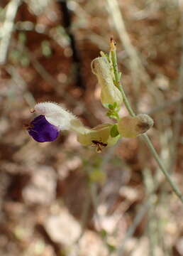 Imagem de Scutellaria mexicana (Torr.) A. J. Paton