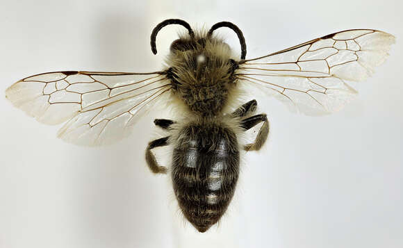 Image of Colletes cunicularius (Linnaeus 1761)