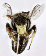 Imagem de Hylaeus hyalinatus Smith 1842