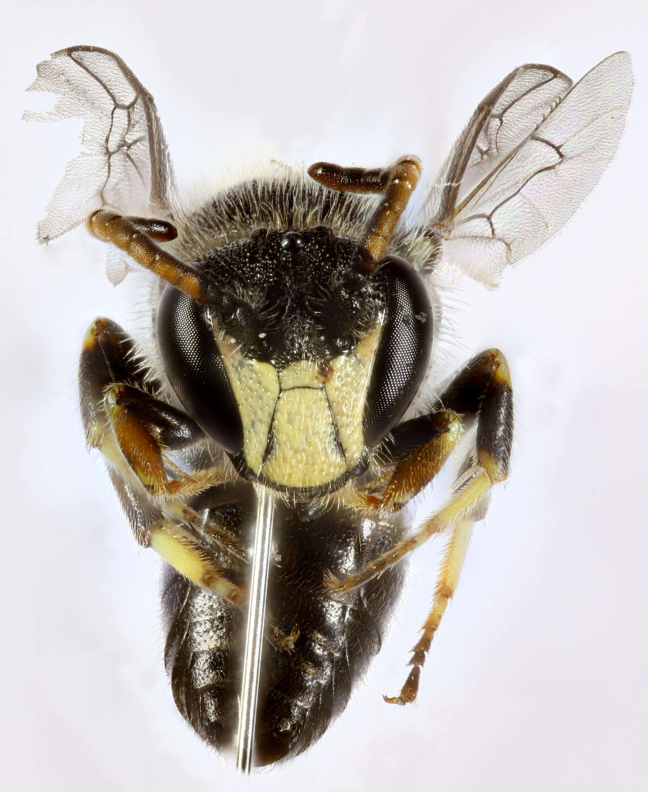 Image of Hyaline Masked Bee