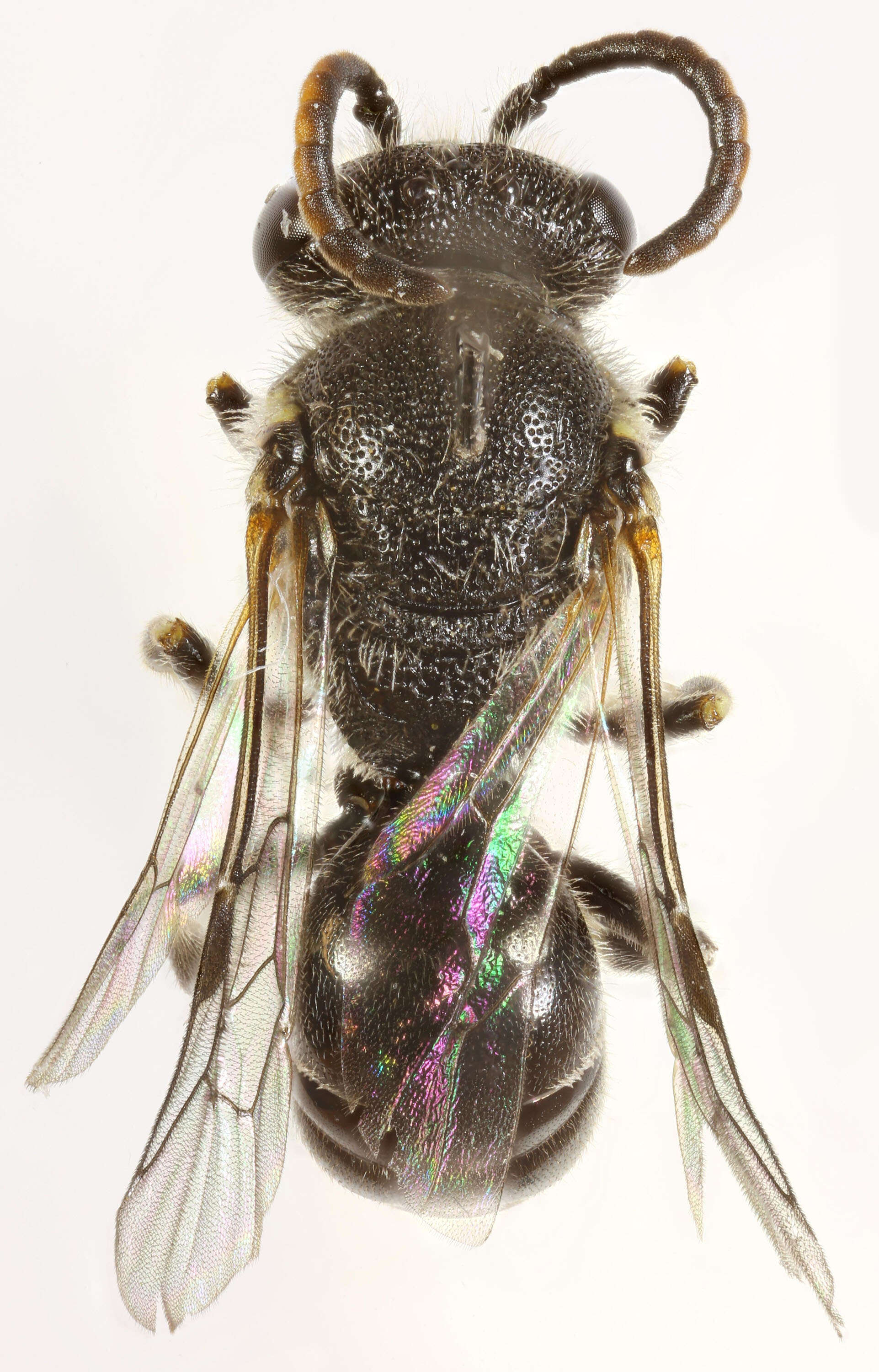 Imagem de Hylaeus hyalinatus Smith 1842