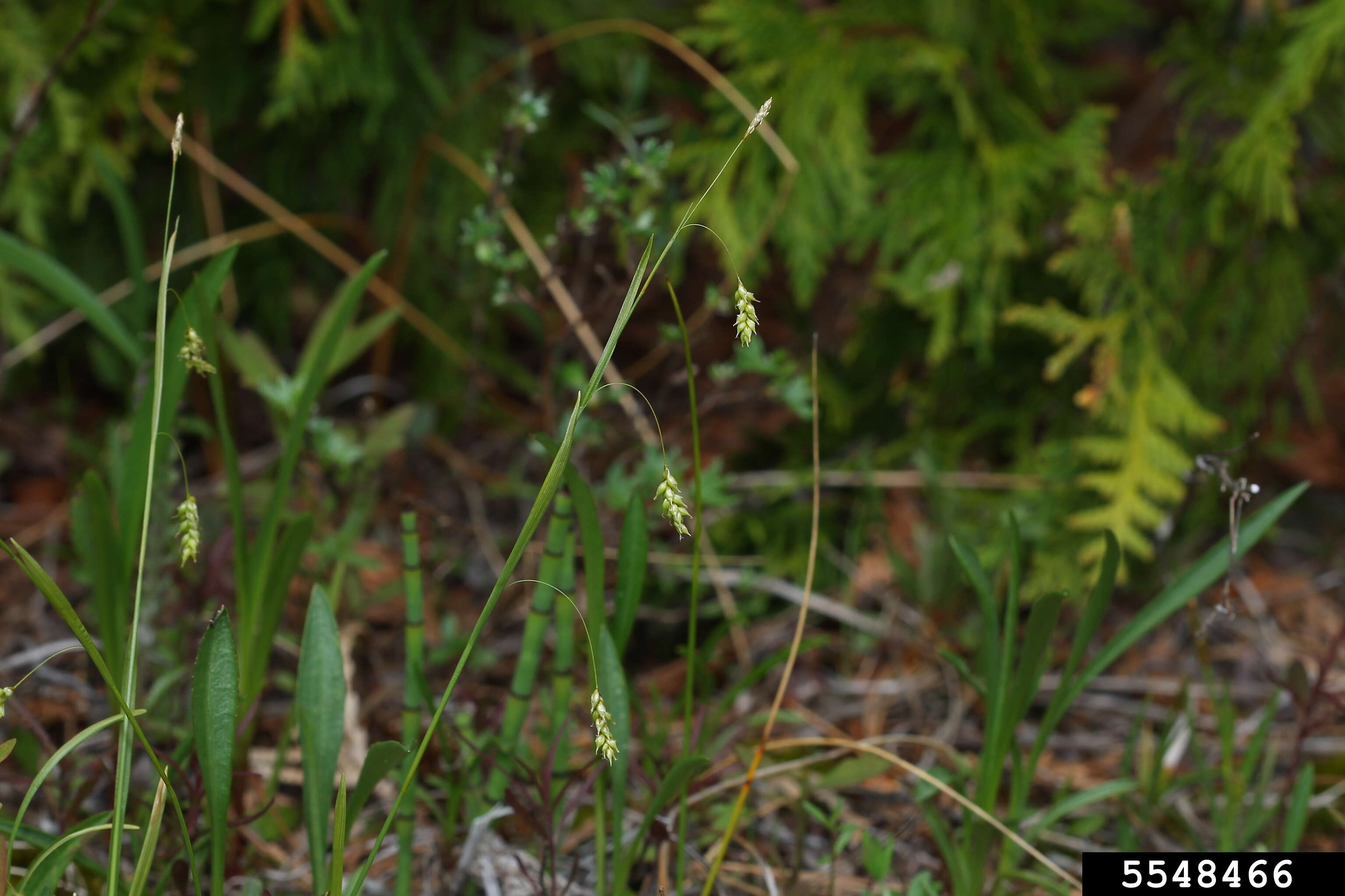 Image of hair-like sedge