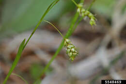 Image of hair-like sedge