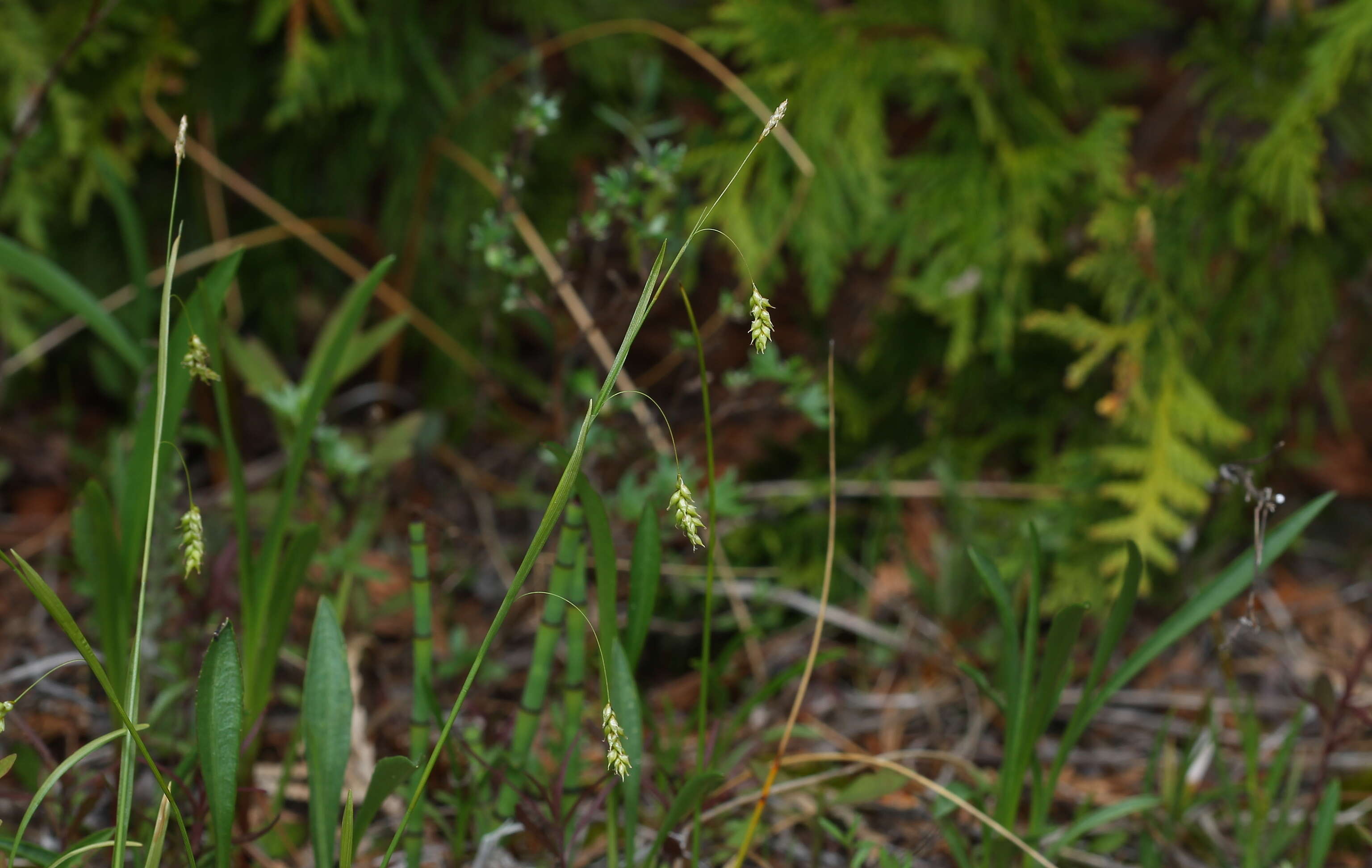 Image of hair-like sedge