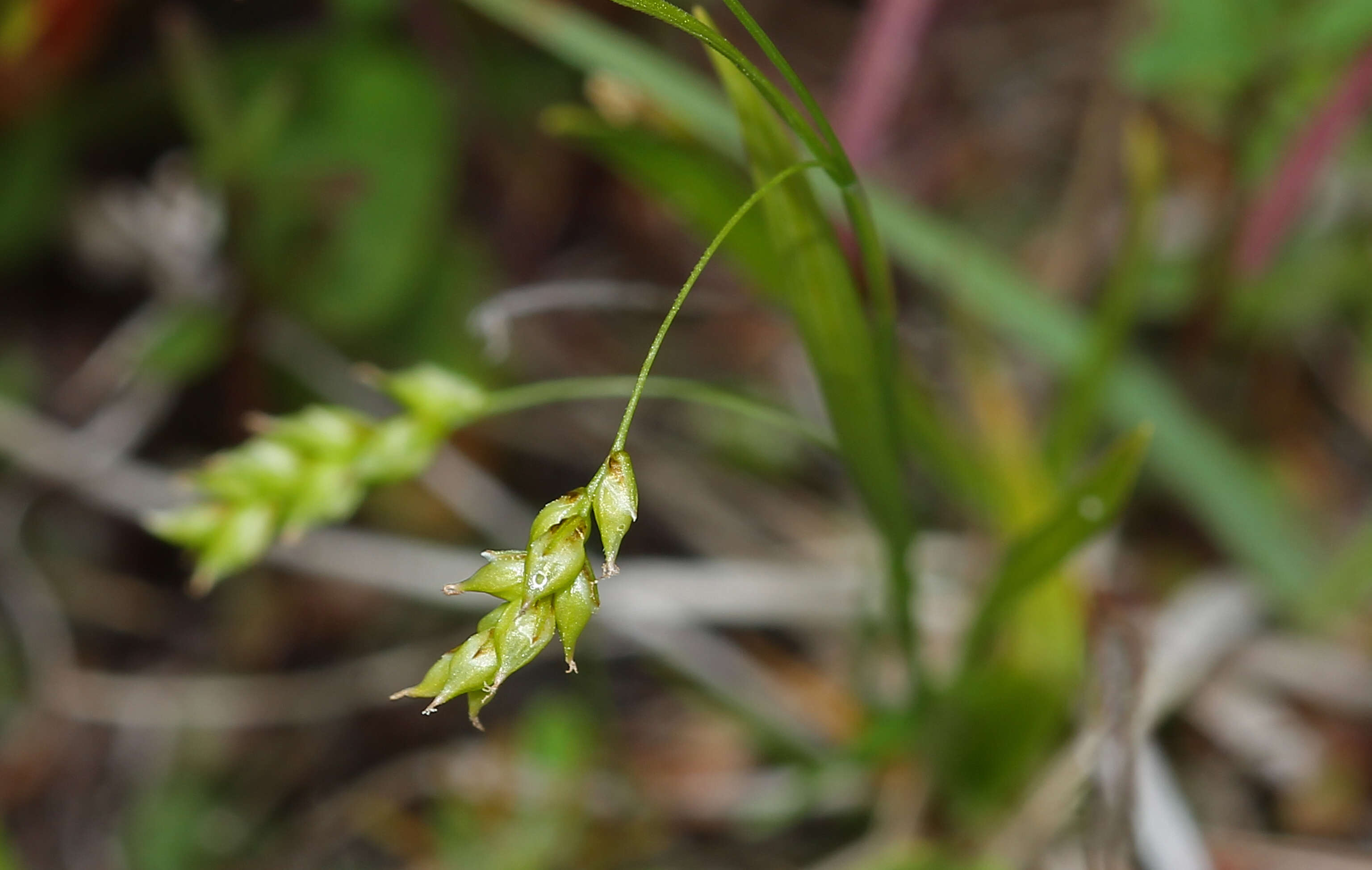 Image of hair-like sedge