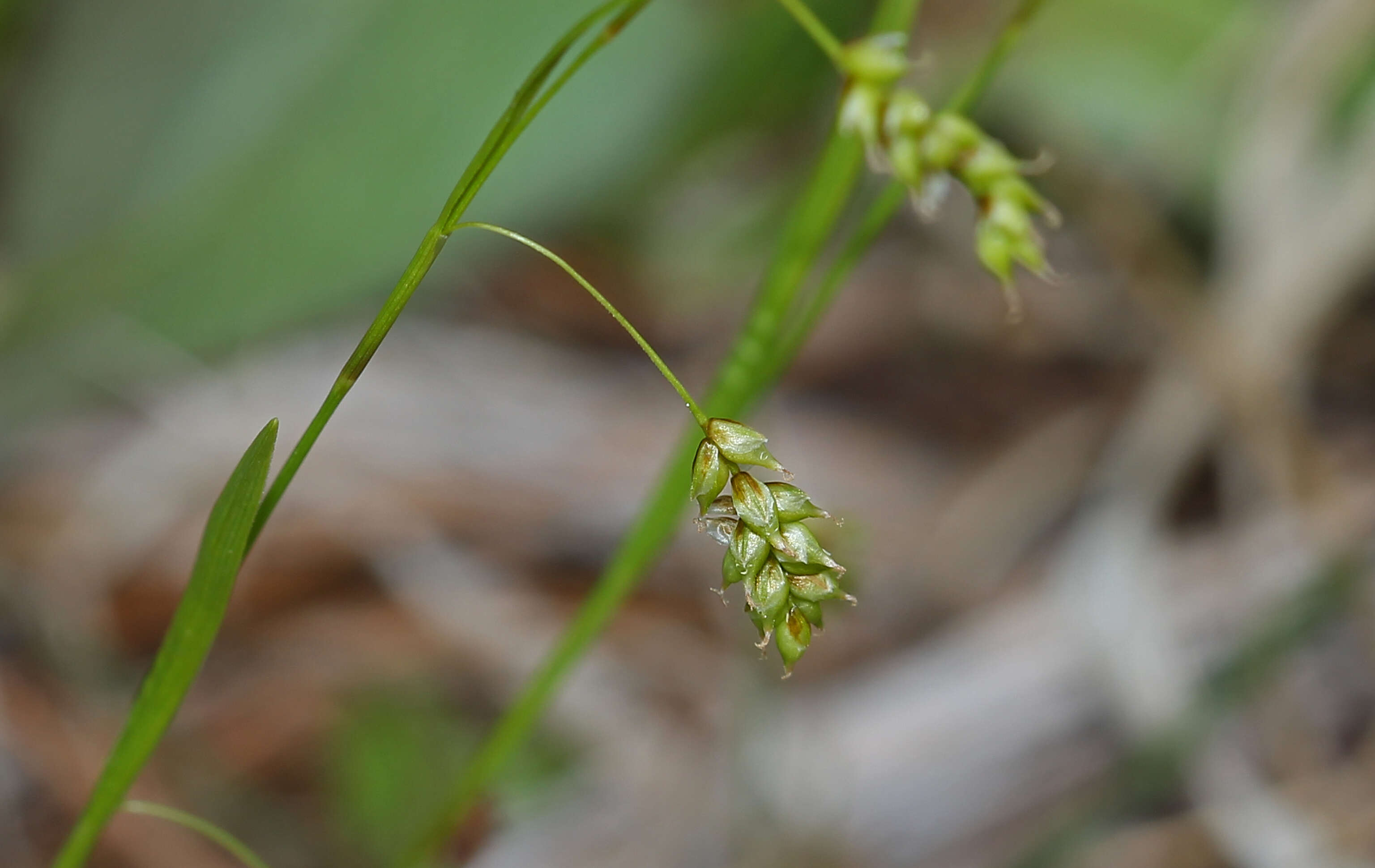 Image of hair-like sedge