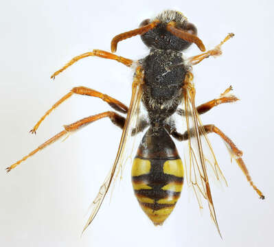 Image of Nomada marshamella (Kirby 1802)