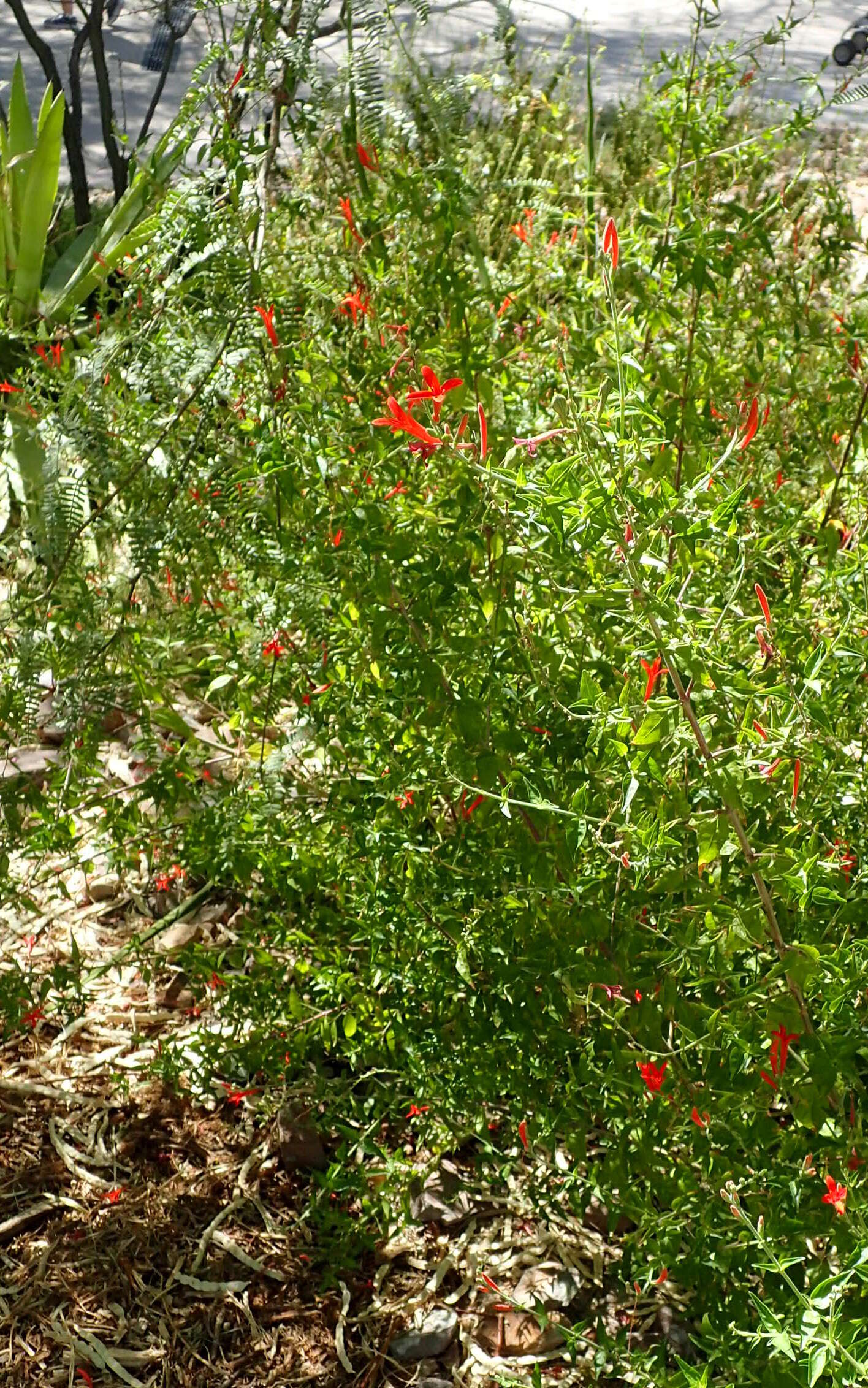 Anisacanthus quadrifidus (Vahl) Standl. resmi