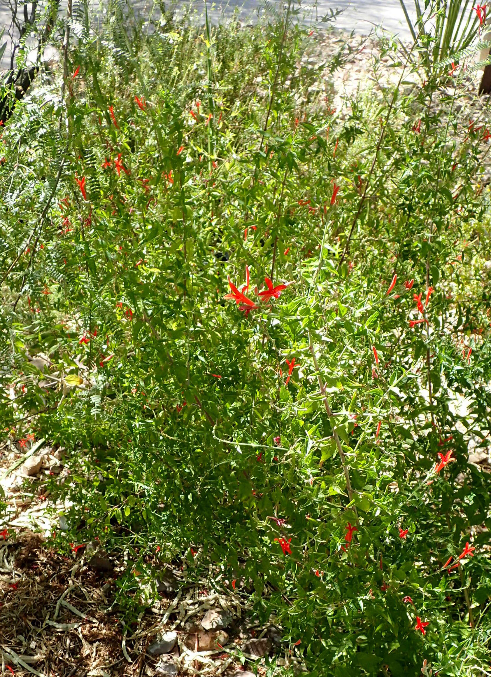 Anisacanthus quadrifidus (Vahl) Standl. resmi