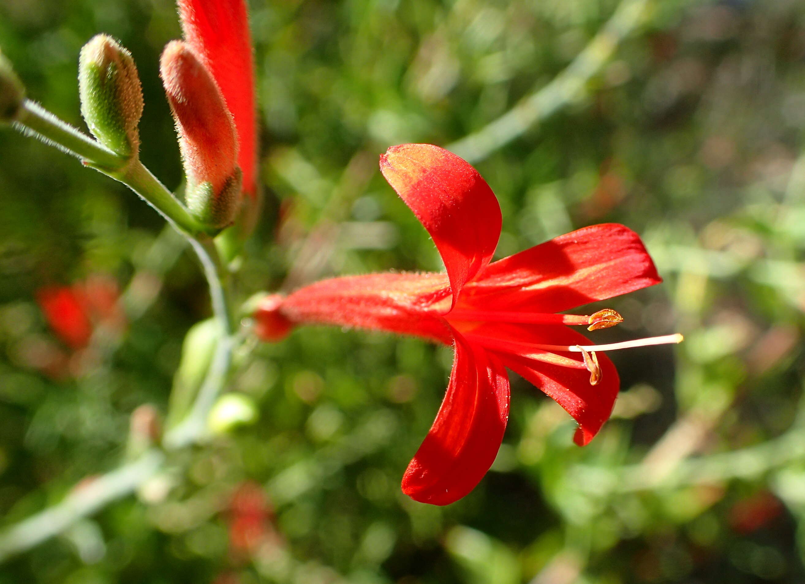 Anisacanthus quadrifidus (Vahl) Standl. resmi