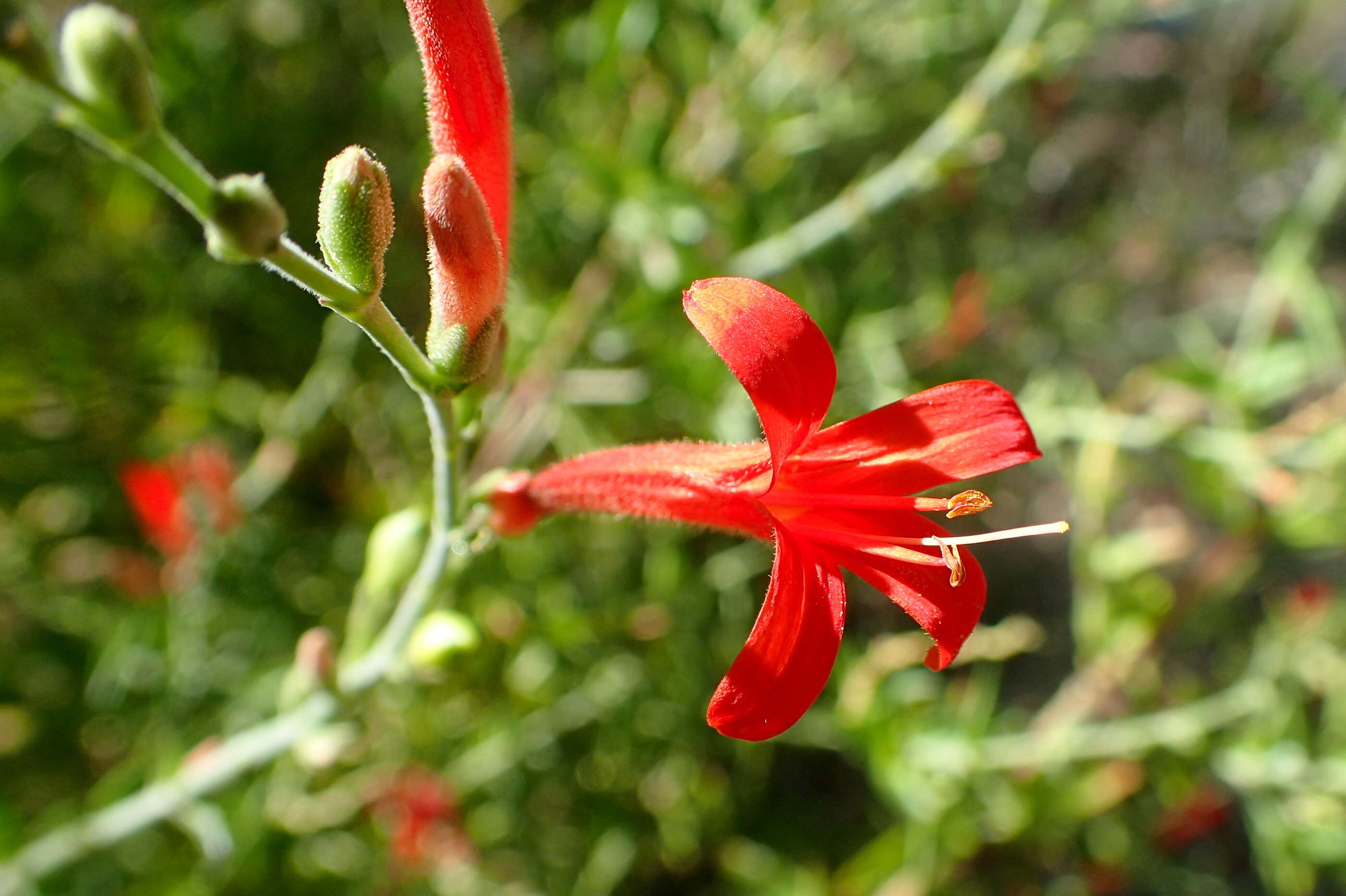 Anisacanthus quadrifidus (Vahl) Standl. resmi