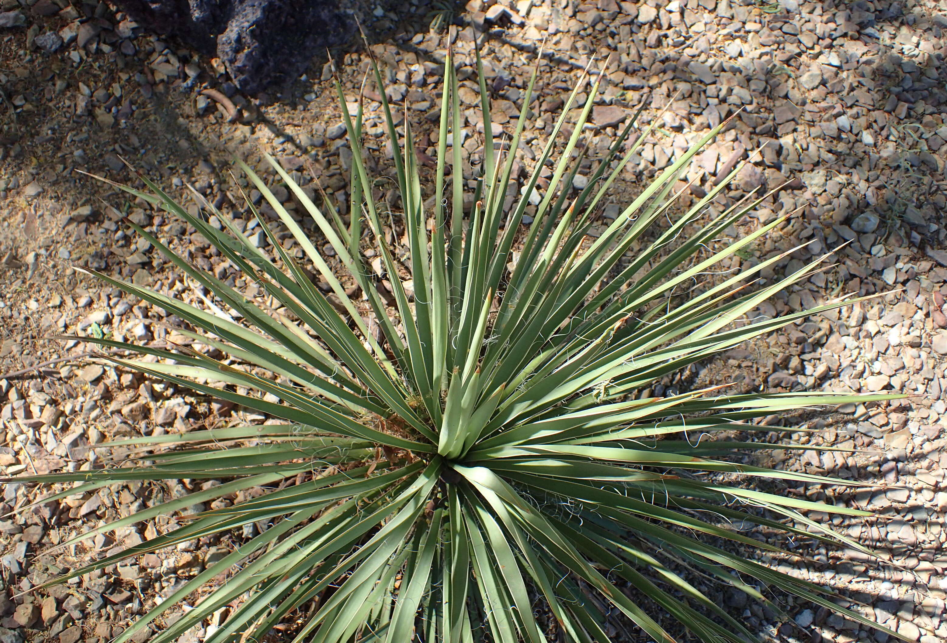 Image of Yucca utahensis McKelvey