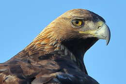 Image of Golden eagle