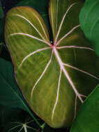 Image of Philodendron gloriosum André