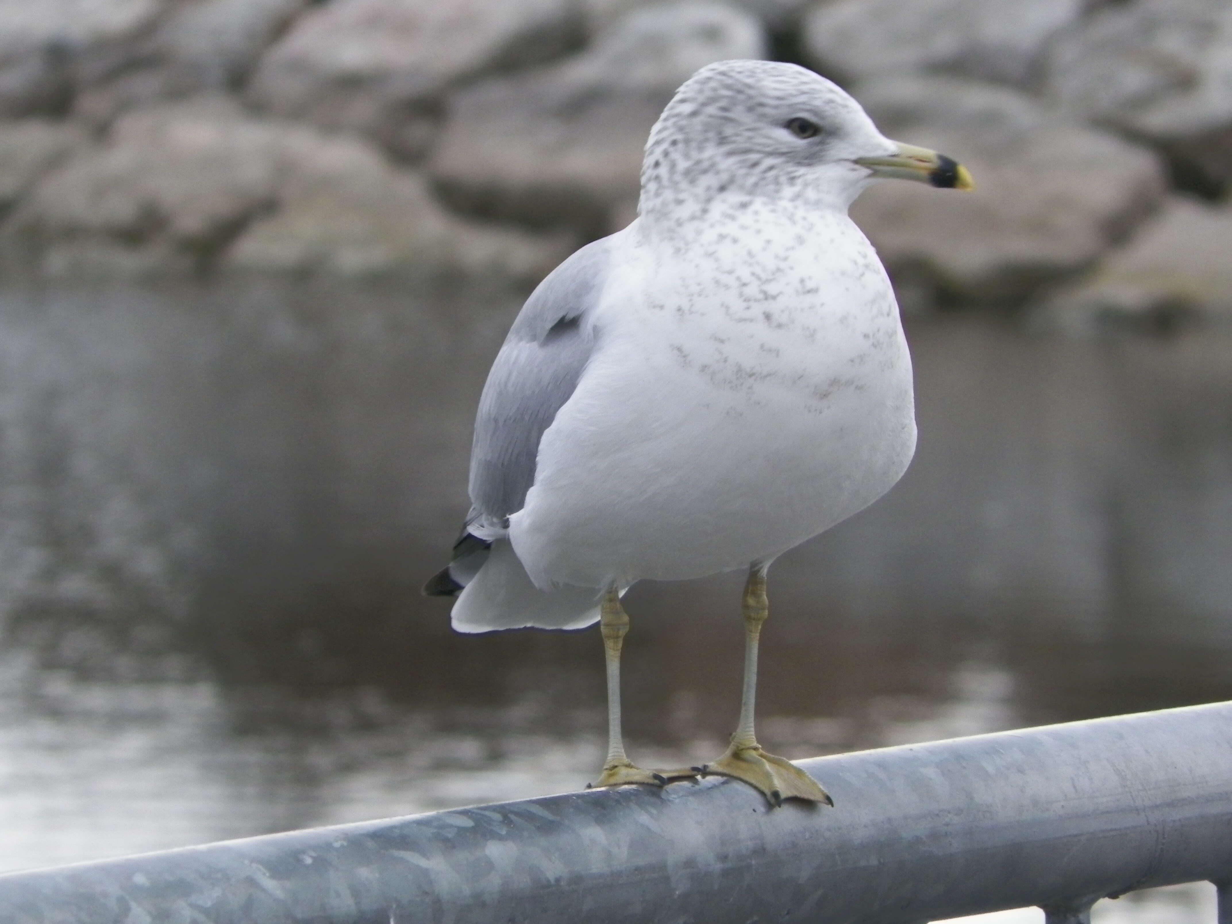 Image of Ring-billed Gull