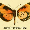 Слика од Sheffieldia neavei Druce 1912