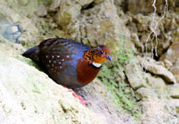 Image of Chestnut-breasted Hill Partridge