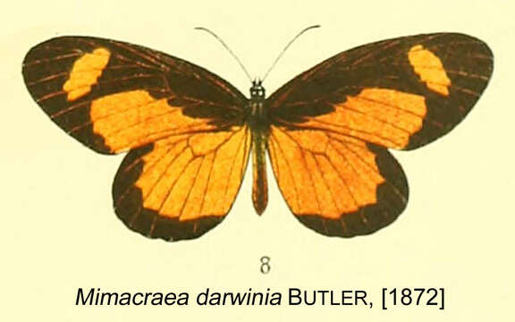 Sivun Mimacraea darwinia Butler (1872) kuva