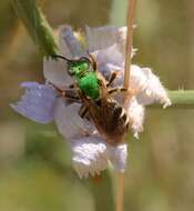 Image of Bicolored Agapostemon