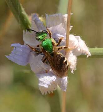 Image of Bicolored Agapostemon