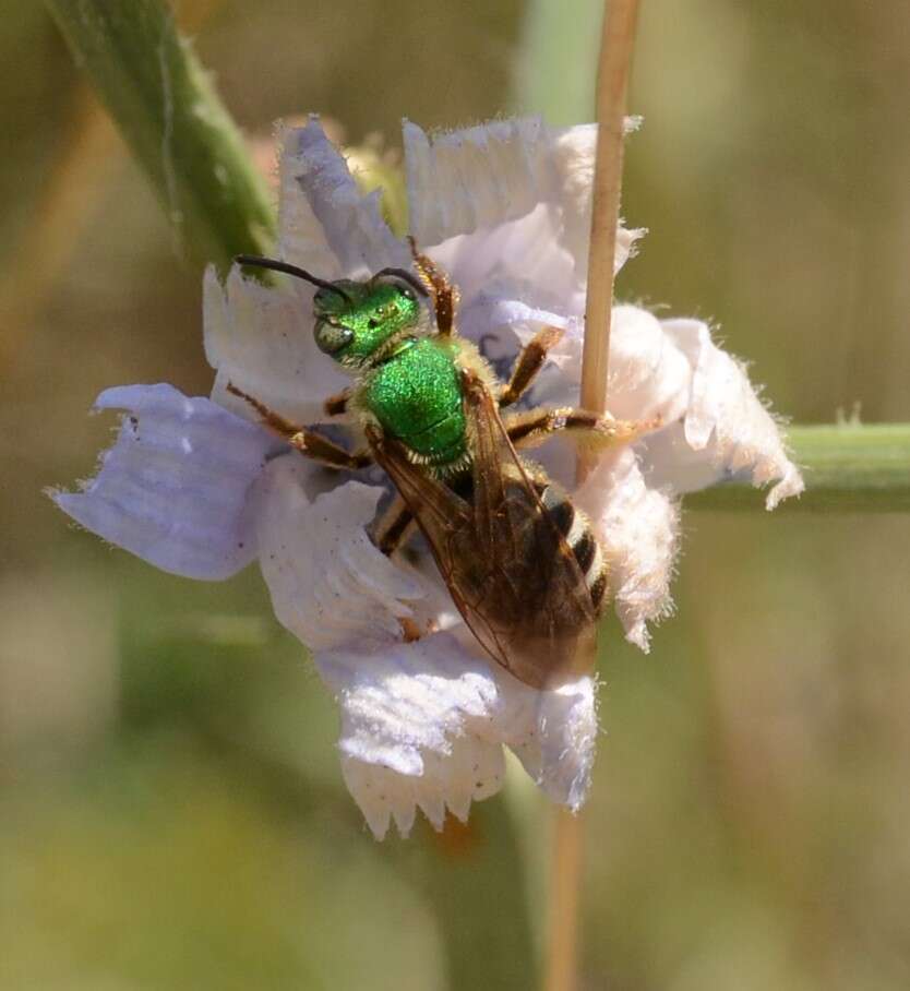 Image of Bicolored Agapostemon