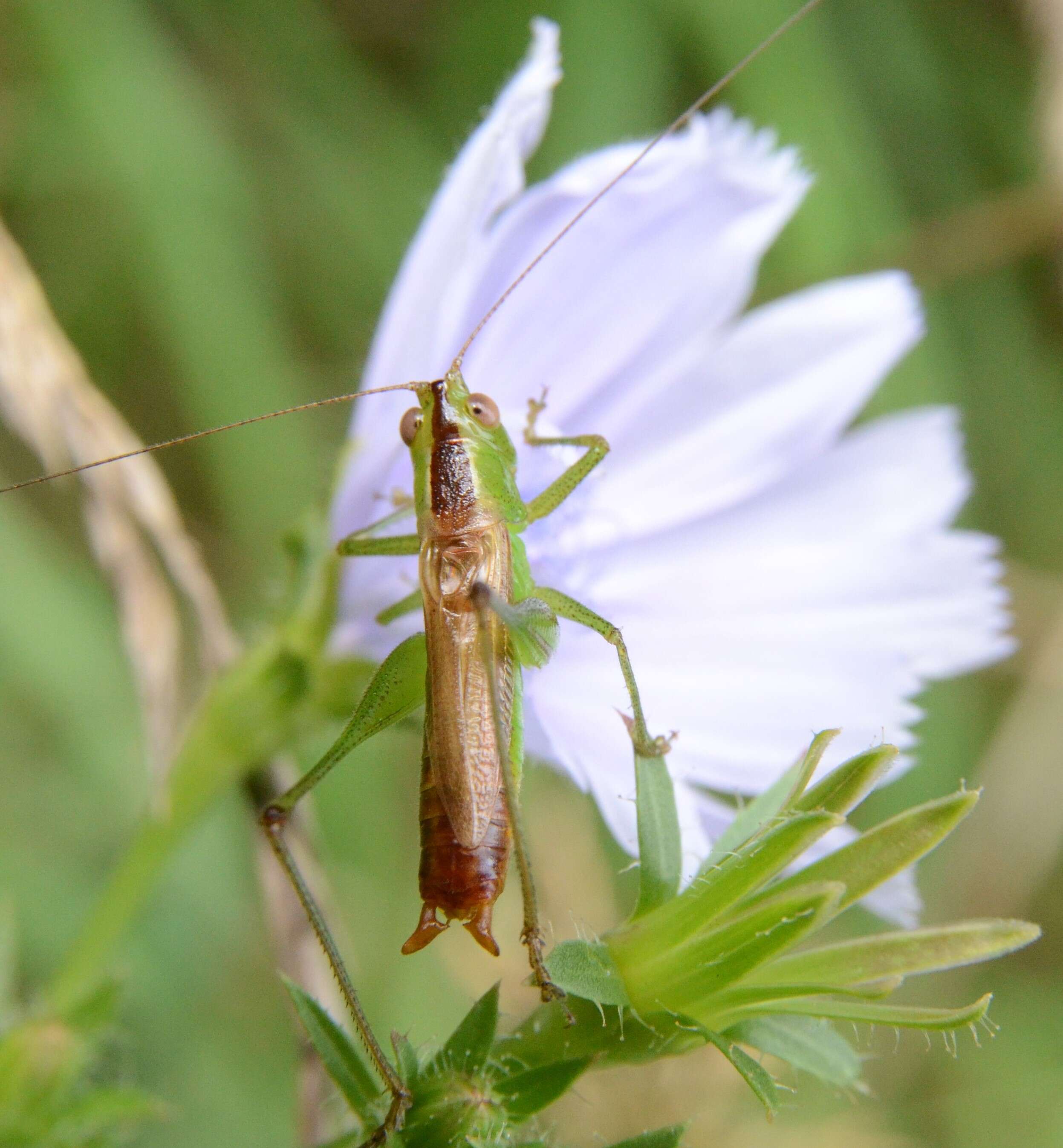 Слика од Conocephalus (Conocephalus) brevipennis (Scudder & S. H. 1862)