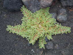 Image of Purslane-leaved aizoon