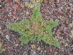 Image of Purslane-leaved aizoon