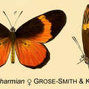 Imagem de Mimacraea charmian Grose-Smith & Kirby 1890