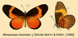 Imagem de Mimacraea charmian Grose-Smith & Kirby 1890