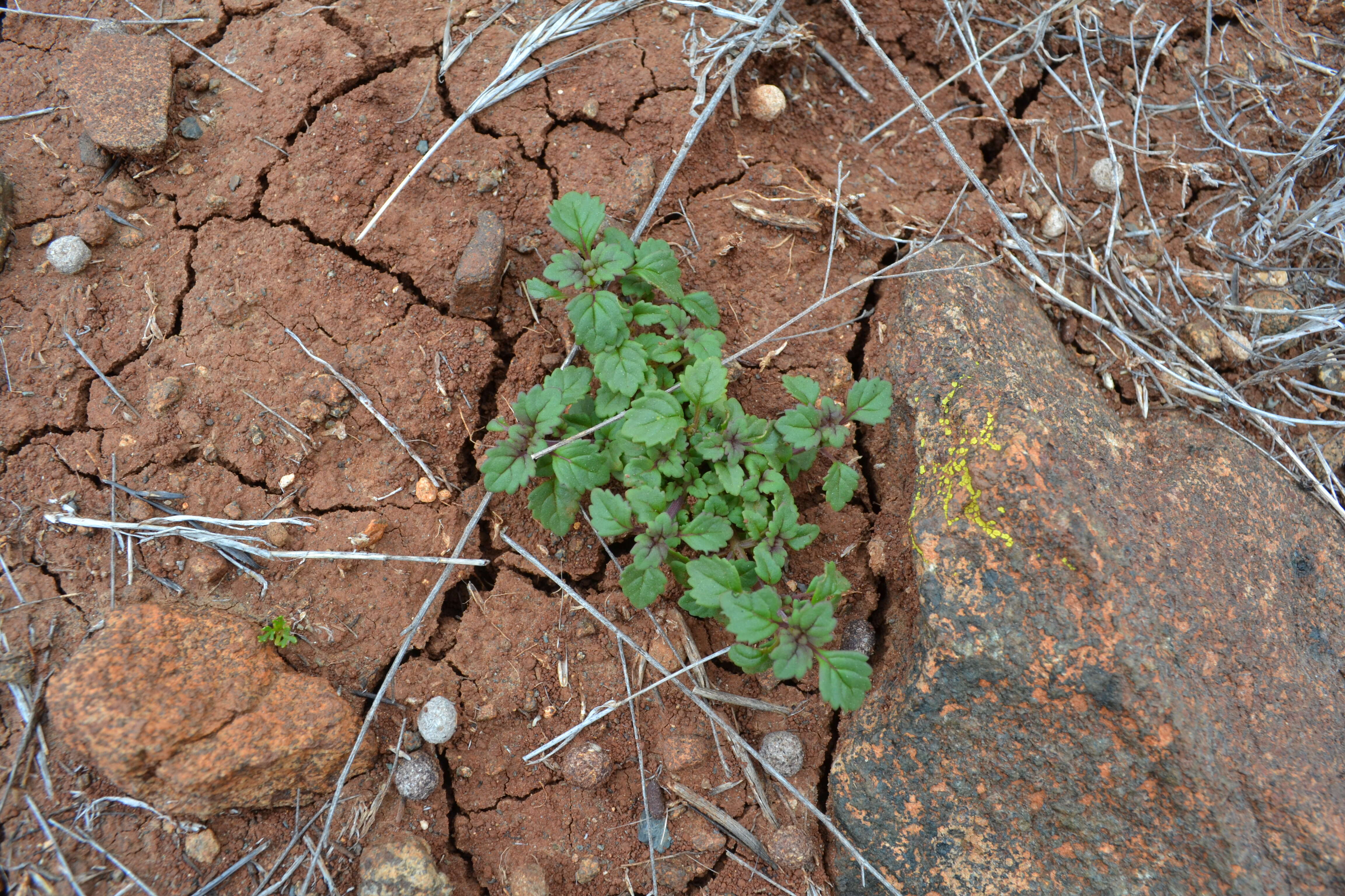 Image of San Diego thorn-mint