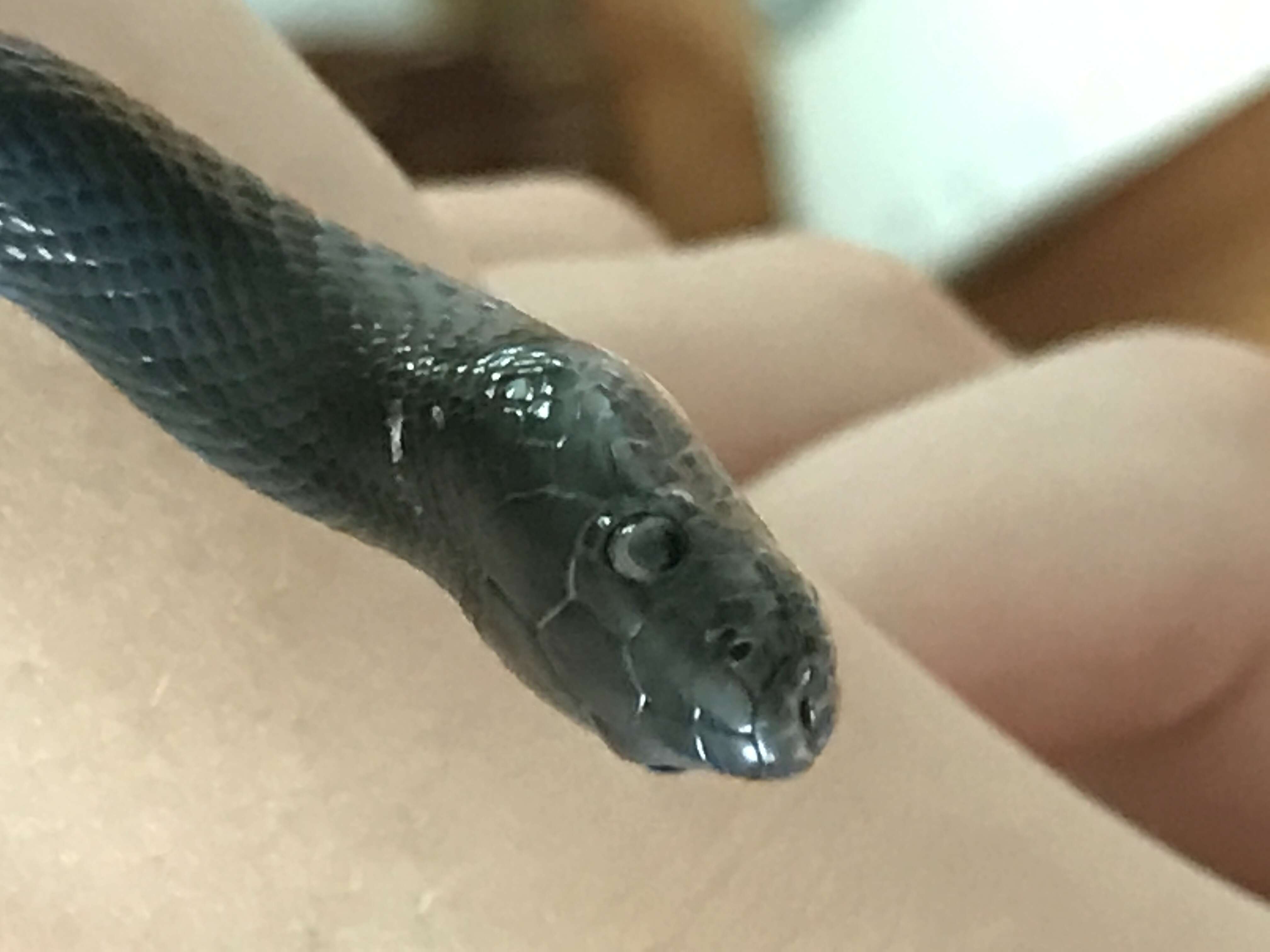 Image of Black House Snake