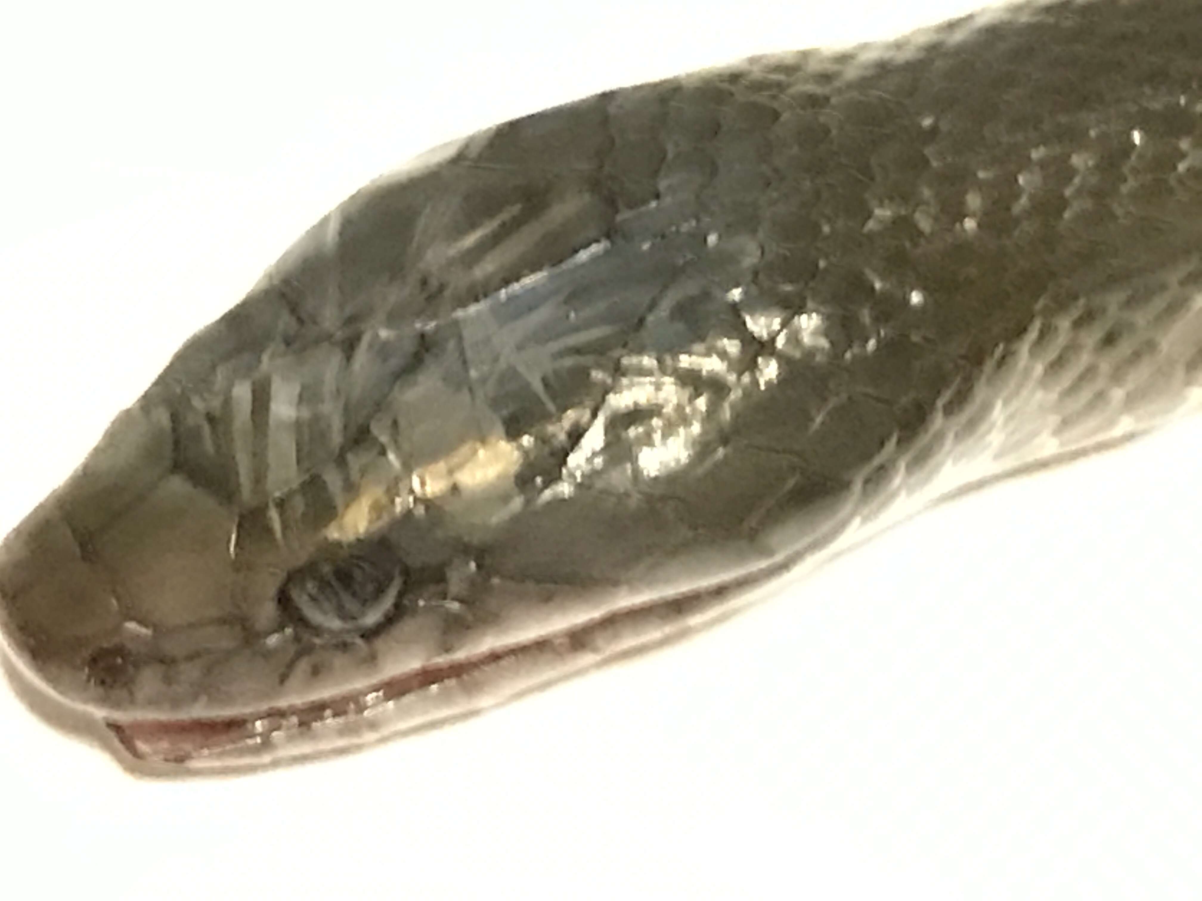 Image of Black House Snake