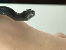 Image of Black House Snake