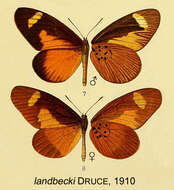 Image of Mimacraea landbecki (Druce 1910)