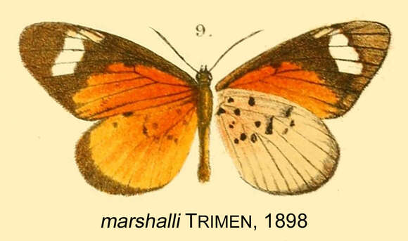 Imagem de Mimacraea marshalli Trimen 1898