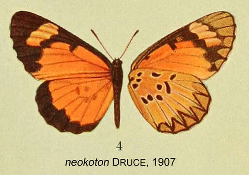 Image of Mimacraea neokoton Druce 1907