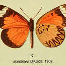 Sivun Mimacraea skoptoles Druce 1907 kuva