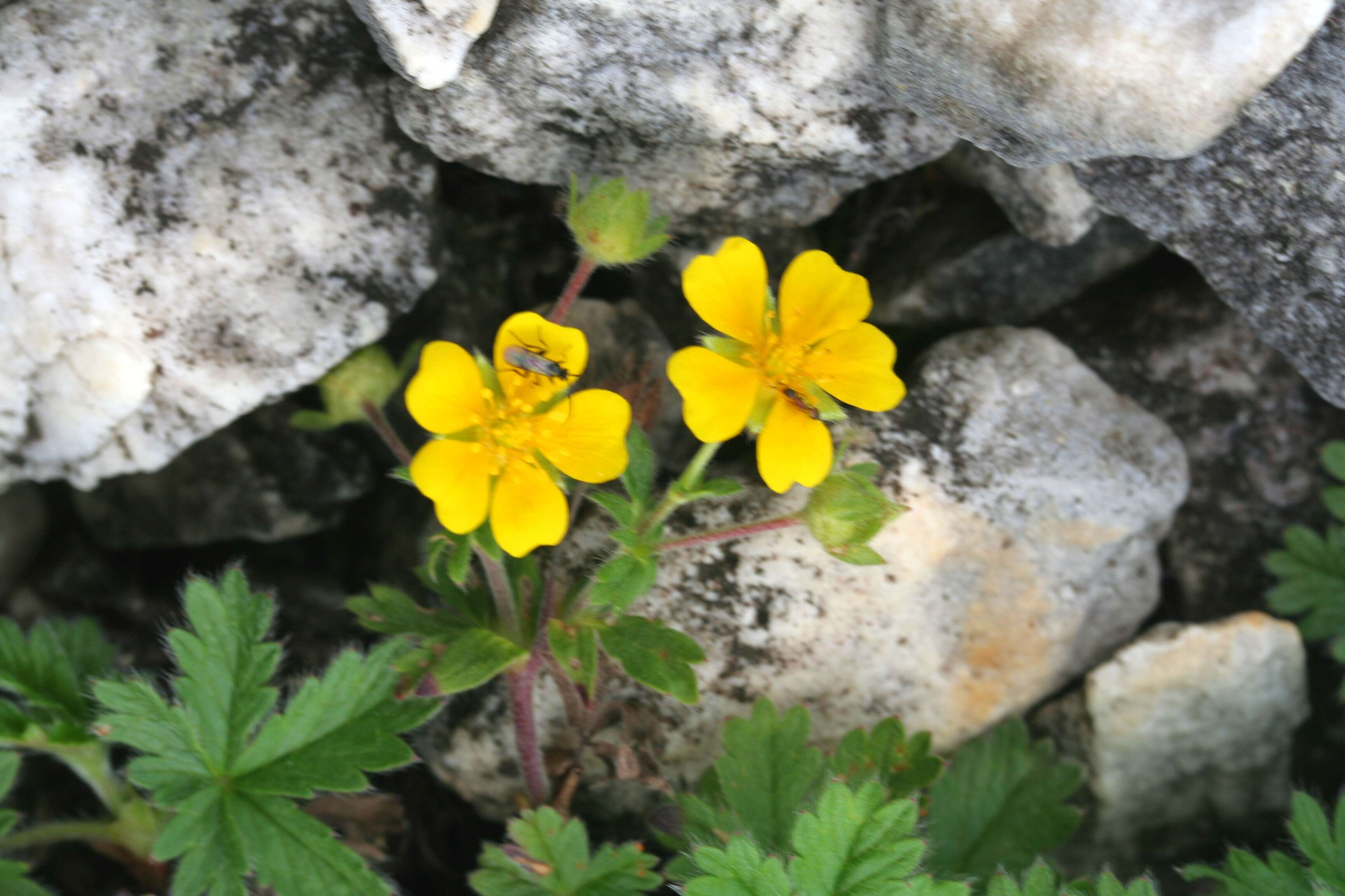 Слика од Potentilla crantzii (Crantz) Beck