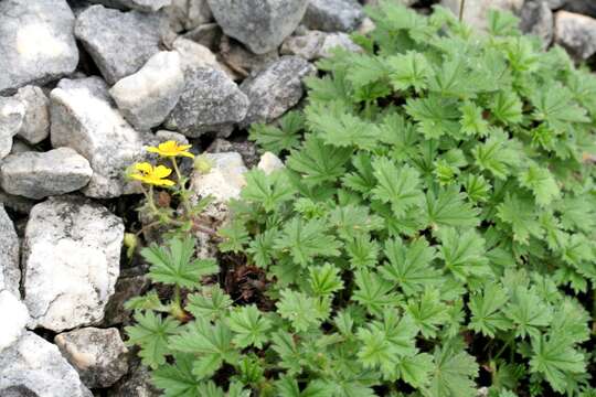 Слика од Potentilla crantzii (Crantz) Beck