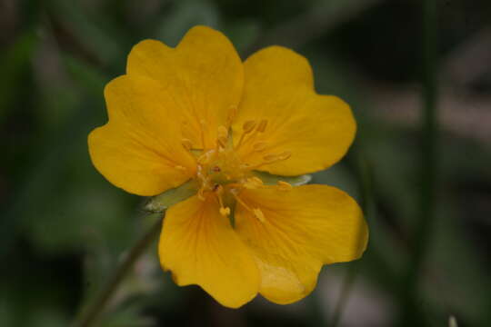 Image of Potentilla crantzii (Crantz) Beck