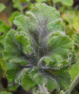 Image of Pelargonium tomentosum Jacq.